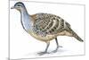 Birds: Galliformes, Malleefowl (Leipoa Ocellata)-null-Mounted Giclee Print