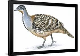 Birds: Galliformes, Malleefowl (Leipoa Ocellata)-null-Framed Giclee Print