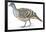 Birds: Galliformes, Malleefowl (Leipoa Ocellata)-null-Framed Giclee Print