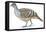 Birds: Galliformes, Malleefowl (Leipoa Ocellata)-null-Framed Stretched Canvas