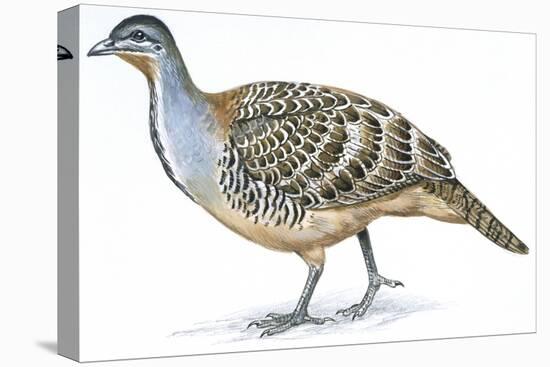 Birds: Galliformes, Malleefowl (Leipoa Ocellata)-null-Stretched Canvas