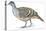 Birds: Galliformes, Malleefowl (Leipoa Ocellata)-null-Stretched Canvas