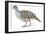 Birds: Galliformes, Malleefowl (Leipoa Ocellata)-null-Framed Premium Giclee Print