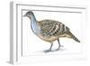 Birds: Galliformes, Malleefowl (Leipoa Ocellata)-null-Framed Premium Giclee Print
