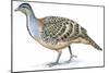 Birds: Galliformes, Malleefowl (Leipoa Ocellata)-null-Mounted Premium Giclee Print