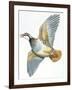 Birds: Galliformes, Red-Legged Partridge (Alectoris Rufa)-null-Framed Giclee Print