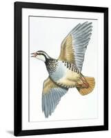 Birds: Galliformes, Red-Legged Partridge (Alectoris Rufa)-null-Framed Giclee Print