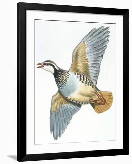 Birds: Galliformes, Red-Legged Partridge (Alectoris Rufa)-null-Framed Giclee Print