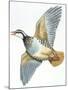 Birds: Galliformes, Red-Legged Partridge (Alectoris Rufa)-null-Mounted Giclee Print