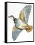 Birds: Galliformes, Red-Legged Partridge (Alectoris Rufa)-null-Framed Stretched Canvas
