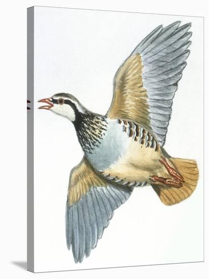 Birds: Galliformes, Red-Legged Partridge (Alectoris Rufa)-null-Stretched Canvas