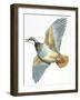 Birds: Galliformes, Red-Legged Partridge (Alectoris Rufa)-null-Framed Giclee Print