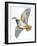 Birds: Galliformes, Red-Legged Partridge (Alectoris Rufa)-null-Framed Giclee Print