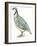 Birds: Galliformes, Rock Partridge (Alectoris Graeca)-null-Framed Giclee Print