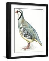 Birds: Galliformes, Rock Partridge (Alectoris Graeca)-null-Framed Giclee Print