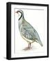 Birds: Galliformes, Rock Partridge (Alectoris Graeca)-null-Framed Giclee Print