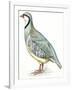 Birds: Galliformes, Rock Partridge (Alectoris Graeca)-null-Framed Giclee Print