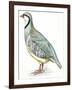 Birds: Galliformes, Rock Partridge (Alectoris Graeca)-null-Framed Giclee Print