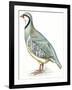 Birds: Galliformes, Rock Partridge (Alectoris Graeca)-null-Framed Giclee Print