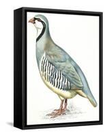 Birds: Galliformes, Rock Partridge (Alectoris Graeca)-null-Framed Stretched Canvas