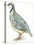 Birds: Galliformes, Rock Partridge (Alectoris Graeca)-null-Stretched Canvas