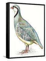 Birds: Galliformes, Rock Partridge (Alectoris Graeca)-null-Framed Stretched Canvas