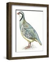 Birds: Galliformes, Rock Partridge (Alectoris Graeca)-null-Framed Giclee Print