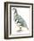 Birds: Galliformes, Rock Partridge (Alectoris Graeca)-null-Framed Giclee Print