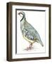 Birds: Galliformes, Rock Partridge (Alectoris Graeca)-null-Framed Giclee Print