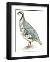 Birds: Galliformes, Rock Partridge (Alectoris Graeca)-null-Framed Giclee Print