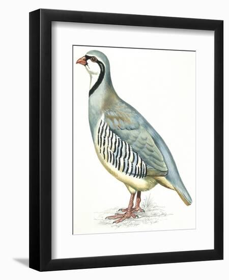 Birds: Galliformes, Rock Partridge (Alectoris Graeca)-null-Framed Giclee Print