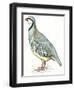 Birds: Galliformes, Rock Partridge (Alectoris Graeca)-null-Framed Giclee Print