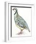 Birds: Galliformes, Rock Partridge (Alectoris Graeca)-null-Framed Giclee Print