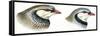 Birds: Galliformes-null-Framed Stretched Canvas