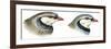 Birds: Galliformes-null-Framed Giclee Print