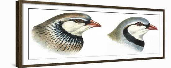 Birds: Galliformes-null-Framed Giclee Print