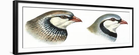 Birds: Galliformes-null-Framed Giclee Print