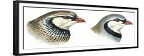 Birds: Galliformes-null-Framed Giclee Print