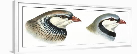 Birds: Galliformes-null-Framed Giclee Print