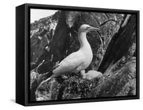 Birds, Gannet-C.P. Rose-Framed Stretched Canvas
