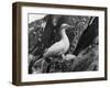 Birds, Gannet-C.P. Rose-Framed Photographic Print