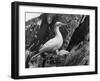 Birds, Gannet-C.P. Rose-Framed Photographic Print