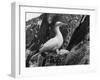 Birds, Gannet-C.P. Rose-Framed Photographic Print