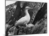 Birds, Gannet-C.P. Rose-Mounted Photographic Print