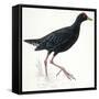 Birds: Gruiformes, Common Moorhen (Gallinula Chloropus)-null-Framed Stretched Canvas