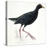 Birds: Gruiformes, Common Moorhen (Gallinula Chloropus)-null-Stretched Canvas