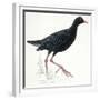 Birds: Gruiformes, Common Moorhen (Gallinula Chloropus)-null-Framed Giclee Print