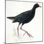 Birds: Gruiformes, Common Moorhen (Gallinula Chloropus)-null-Mounted Giclee Print