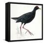 Birds: Gruiformes, Common Moorhen (Gallinula Chloropus)-null-Framed Stretched Canvas