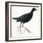 Birds: Gruiformes, Common Moorhen (Gallinula Chloropus)-null-Framed Giclee Print